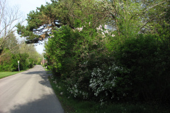 2009-05-03-Lilac-Trees-27