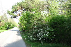 2009-05-03-Lilac-Trees-28