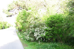 2009-05-03-Lilac-Trees-29