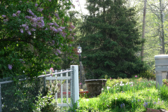 2009-05-03-Lilac-Trees-3