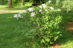 2009-05-03-Lilac-Trees-30