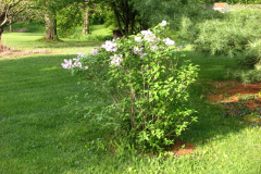2009-05-03-Lilac-Trees-31