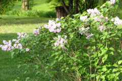 2009-05-03-Lilac-Trees-32
