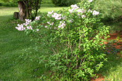 2009-05-03-Lilac-Trees-33
