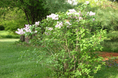 2009-05-03-Lilac-Trees-34