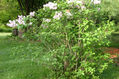 2009-05-03-Lilac-Trees-35