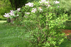 2009-05-03-Lilac-Trees-36