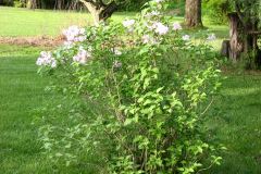2009-05-03-Lilac-Trees-37