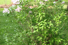 2009-05-03-Lilac-Trees-38