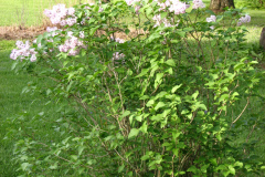 2009-05-03-Lilac-Trees-39