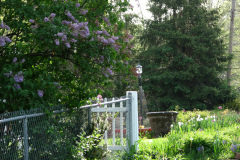 2009-05-03-Lilac-Trees-4
