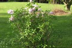 2009-05-03-Lilac-Trees-40