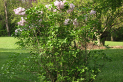 2009-05-03-Lilac-Trees-41