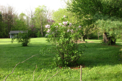 2009-05-03-Lilac-Trees-42