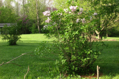 2009-05-03-Lilac-Trees-43