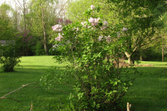 2009-05-03-Lilac-Trees-46