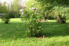 2009-05-03-Lilac-Trees-47