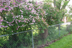 2009-05-03-Lilac-Trees-48