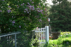 2009-05-03-Lilac-Trees-5