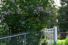2009-05-03-Lilac-Trees-6