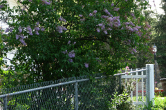 2009-05-03-Lilac-Trees-7