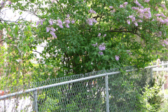 2009-05-03-Lilac-Trees-8