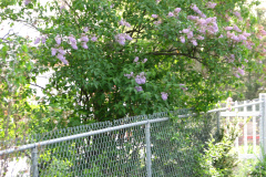 2009-05-03-Lilac-Trees-9