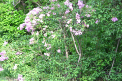 2009-05-03-Lilacs-1