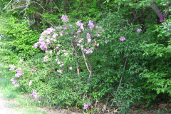 2009-05-03-Lilacs-2