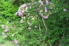 2009-05-03-Lilacs-3