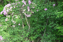2009-05-03-Lilacs-4