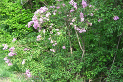 2009-05-03-Lilacs-5