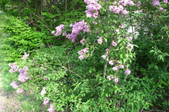 2009-05-03-Lilacs-6