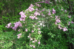 2009-05-03-Lilacs-7