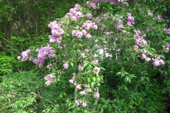 2009-05-03-Lilacs-8