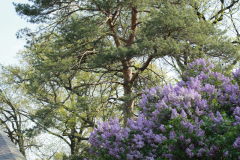 Lilac-Tree-1-1