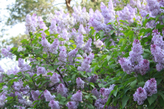 Lilac-Tree-1-12