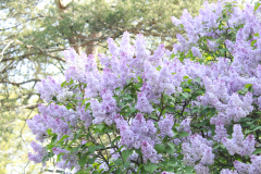 Lilac-Tree-1-6