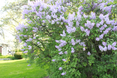 Lilac-Tree-1-8