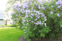 Lilac-Tree-1-9