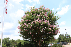 Lilac-Trees-at-Prix-de-West-2023-1