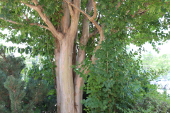 Lilac-Trees-at-Prix-de-West-2023-10