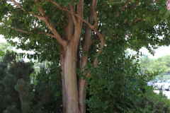 Lilac-Trees-at-Prix-de-West-2023-11