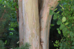 Lilac-Trees-at-Prix-de-West-2023-13