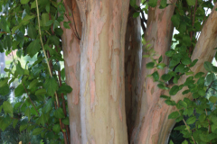 Lilac-Trees-at-Prix-de-West-2023-14