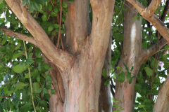 Lilac-Trees-at-Prix-de-West-2023-15