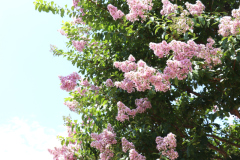 Lilac-Trees-at-Prix-de-West-2023-17