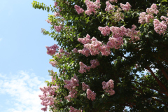 Lilac-Trees-at-Prix-de-West-2023-18
