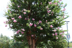 Lilac-Trees-at-Prix-de-West-2023-19