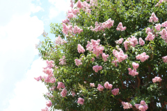 Lilac-Trees-at-Prix-de-West-2023-2